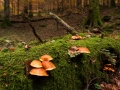Funghi del bosco