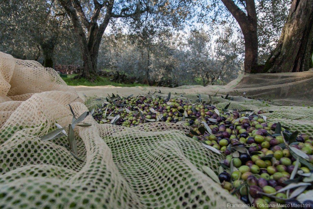 Raccolta delle olive - 14